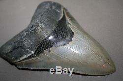 MEGALODON Fossil Giant Shark Teeth All Natural Large 5.31 MUSEUM QUALITY TOOTH