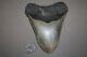 Megalodon Fossil Giant Shark Teeth All Natural Large 5.33 Huge Beautiful Tooth