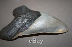 MEGALODON Fossil Giant Shark Teeth All Natural Large 5.33 HUGE BEAUTIFUL TOOTH