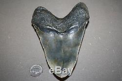 MEGALODON Fossil Giant Shark Teeth All Natural Large 5.33 HUGE BEAUTIFUL TOOTH