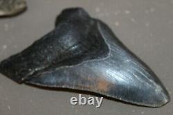 MEGALODON Fossil Giant Shark Teeth All Natural Large 5.34 HUGE BEAUTIFUL TOOTH