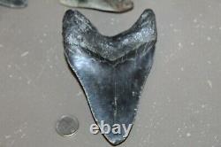 MEGALODON Fossil Giant Shark Teeth All Natural Large 5.34 HUGE BEAUTIFUL TOOTH