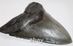 MEGALODON Fossil Giant Shark Teeth All Natural Large 5.37 HUGE COMMERCIAL GRADE