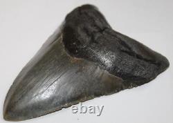 MEGALODON Fossil Giant Shark Teeth All Natural Large 5.37 HUGE COMMERCIAL GRADE
