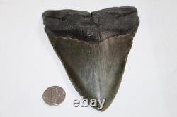 MEGALODON Fossil Giant Shark Teeth All Natural Large 5.37 HUGE COMMERCIAL GRADE