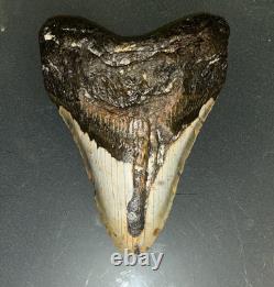 MEGALODON Fossil Giant Shark Teeth All Natural Large 5.3 Dinosaur Museum Tooth