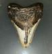 Megalodon Fossil Giant Shark Teeth All Natural Large 5.3 Dinosaur Museum Tooth