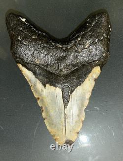 MEGALODON Fossil Giant Shark Teeth All Natural Large 5.3 Dinosaur Museum Tooth