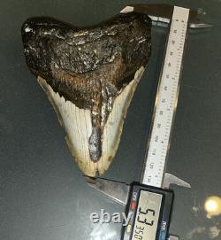 MEGALODON Fossil Giant Shark Teeth All Natural Large 5.3 Dinosaur Museum Tooth