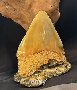 MEGALODON Fossil Giant Shark Teeth All Natural Large 5.3 Dinosaur Tooth OBO