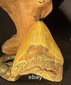 MEGALODON Fossil Giant Shark Teeth All Natural Large 5.3 Dinosaur Tooth OBO