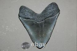 MEGALODON Fossil Giant Shark Teeth All Natural Large 5.47 HUGE BEAUTIFUL TOOTH