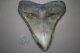 Megalodon Fossil Giant Shark Teeth All Natural Large 5.50 Huge Beautiful Tooth