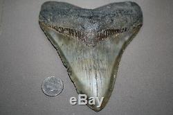 MEGALODON Fossil Giant Shark Teeth All Natural Large 5.50 HUGE BEAUTIFUL TOOTH