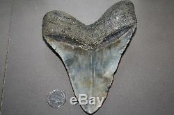 MEGALODON Fossil Giant Shark Teeth All Natural Large 5.50 HUGE BEAUTIFUL TOOTH