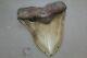 Megalodon Fossil Giant Shark Teeth All Natural Large 5.53 Huge Beautiful Tooth
