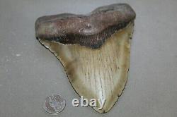 MEGALODON Fossil Giant Shark Teeth All Natural Large 5.53 HUGE BEAUTIFUL TOOTH