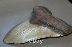 MEGALODON Fossil Giant Shark Teeth All Natural Large 5.53 HUGE BEAUTIFUL TOOTH