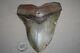 Megalodon Fossil Giant Shark Teeth All Natural Large 5.54 Huge Beautiful Tooth