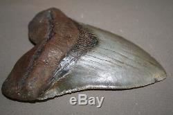 MEGALODON Fossil Giant Shark Teeth All Natural Large 5.54 HUGE BEAUTIFUL TOOTH