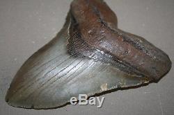 MEGALODON Fossil Giant Shark Teeth All Natural Large 5.54 HUGE BEAUTIFUL TOOTH