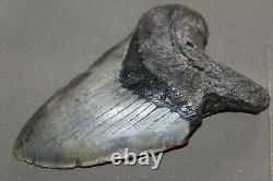 MEGALODON Fossil Giant Shark Teeth All Natural Large 5.58 HUGE BEAUTIFUL TOOTH