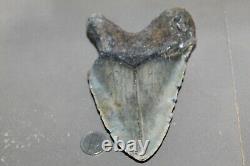 MEGALODON Fossil Giant Shark Teeth All Natural Large 5.58 HUGE BEAUTIFUL TOOTH