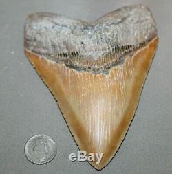 MEGALODON Fossil Giant Shark Teeth All Natural Large 5.61 HUGE BEAUTIFUL TOOTH