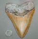 Megalodon Fossil Giant Shark Teeth All Natural Large 5.61 Huge Beautiful Tooth