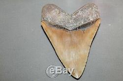 MEGALODON Fossil Giant Shark Teeth All Natural Large 5.61 HUGE BEAUTIFUL TOOTH