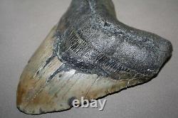 MEGALODON Fossil Giant Shark Teeth All Natural Large 5.64 HUGE BEAUTIFUL TOOTH