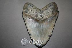 MEGALODON Fossil Giant Shark Teeth All Natural Large 5.64 HUGE BEAUTIFUL TOOTH