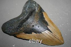 MEGALODON Fossil Giant Shark Teeth All Natural Large 5.79 HUGE BEAUTIFUL TOOTH