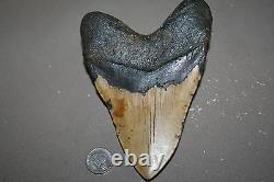 MEGALODON Fossil Giant Shark Teeth All Natural Large 5.79 HUGE BEAUTIFUL TOOTH