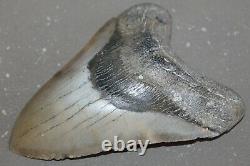 MEGALODON Fossil Giant Shark Teeth All Natural Large 5.85 HUGE BEAUTIFUL TOOTH