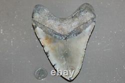MEGALODON Fossil Giant Shark Teeth All Natural Large 5.85 HUGE BEAUTIFUL TOOTH