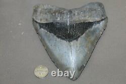 MEGALODON Fossil Giant Shark Teeth All Natural Large 5.90 HUGE BEAUTIFUL TOOTH