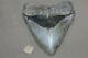 Megalodon Fossil Giant Shark Teeth All Natural Large 5.90 Huge Beautiful Tooth