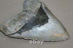 MEGALODON Fossil Giant Shark Teeth All Natural Large 5.90 HUGE BEAUTIFUL TOOTH