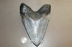 MEGALODON Fossil Giant Shark Teeth All Natural Large 5.91 HUGE COMMERCIAL GRADE