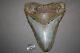 Megalodon Fossil Giant Shark Teeth All Natural Large 5.92 Huge Beautiful Tooth