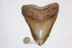 MEGALODON Fossil Giant Shark Teeth All Natural Large 5.92 HUGE BEAUTIFUL TOOTH