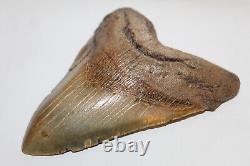 MEGALODON Fossil Giant Shark Teeth All Natural Large 5.92 HUGE BEAUTIFUL TOOTH