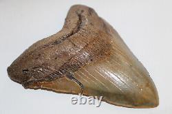 MEGALODON Fossil Giant Shark Teeth All Natural Large 5.92 HUGE BEAUTIFUL TOOTH