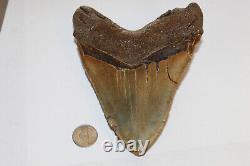 MEGALODON Fossil Giant Shark Teeth All Natural Large 5.92 HUGE BEAUTIFUL TOOTH