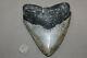 Megalodon Fossil Giant Shark Teeth All Natural Large 5.95 Huge Beautiful Tooth