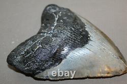 MEGALODON Fossil Giant Shark Teeth All Natural Large 5.95 HUGE BEAUTIFUL TOOTH