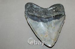 MEGALODON Fossil Giant Shark Teeth All Natural Large 5.95 HUGE BEAUTIFUL TOOTH