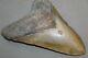 Megalodon Fossil Giant Shark Teeth All Natural Large 5.97 Huge Beautiful Tooth