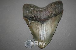 MEGALODON Fossil Giant Shark Teeth All Natural Large 5.97 HUGE BEAUTIFUL TOOTH